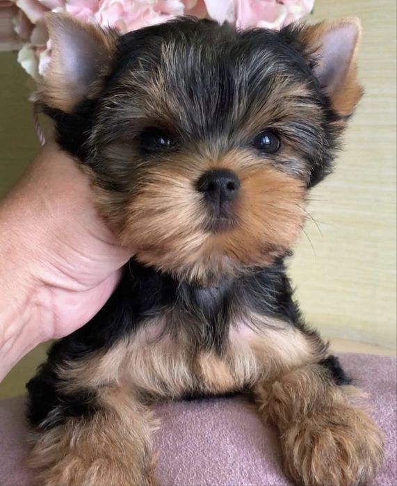 Йоркшерский терьер щенки