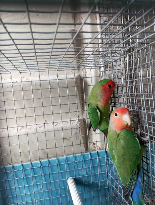 Agapórnis rosicollis longfeather