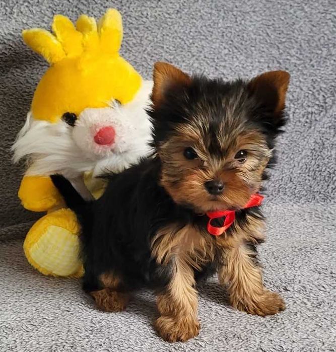 York yorki yorkshire terrier szczeniak szczeniaczek sunia