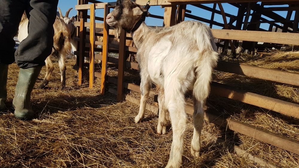 Продам цапа (козлик) 11 місяців