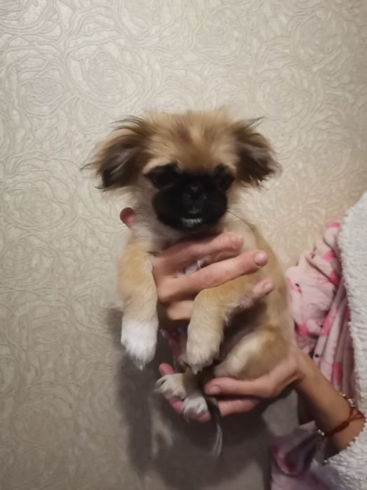 Продам срочно пекинес девочка