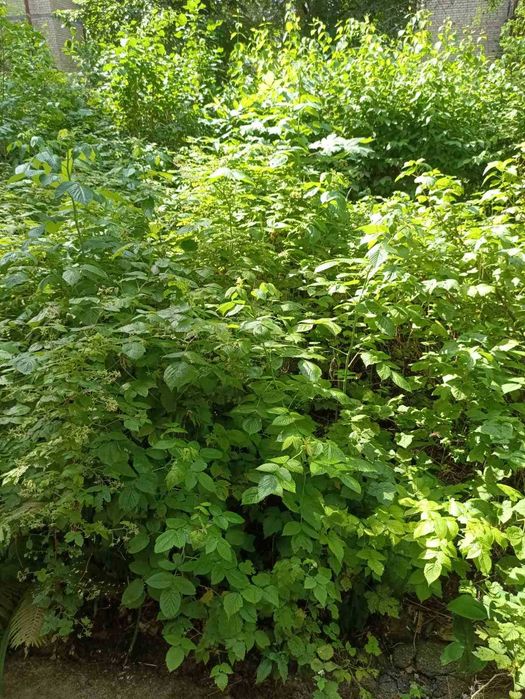 Олександрівська Слобідка. В.Овсієнка,10 квартира як в тихому заміському будинку.  Без %.