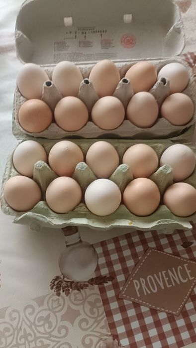 Sprzedam ekologiczne jajka od kur z wolnego wybiegu