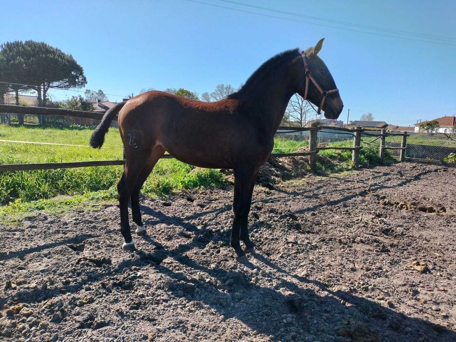 Poldra Puro Sangue Lusitano (1ano)