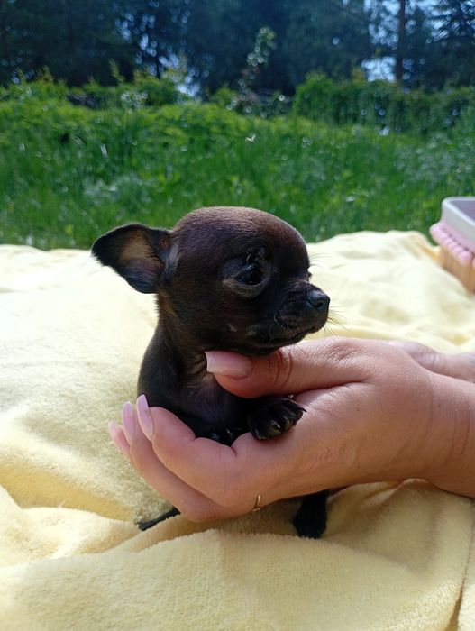 Cudowna suczka chihuahua