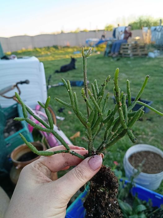 rhipsalis, patyczak#1