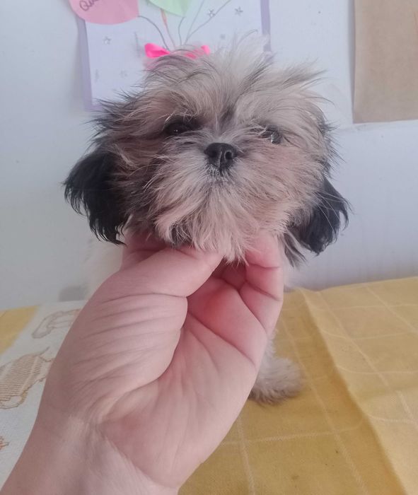 Shih-tzu Fêmea com LOP