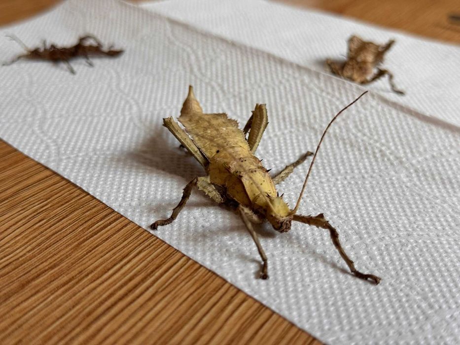 Straszyk olbrzymi - młode 3 sztuki