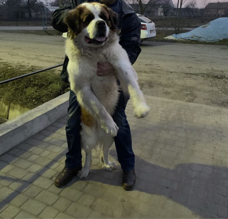 Вязка сенбернар