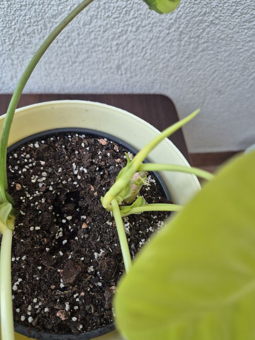 Filodendron Burle Marx Variegata