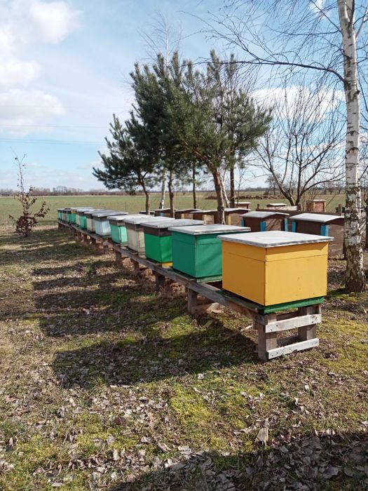 Odkłady Pszczele Wielkopolskie 2026