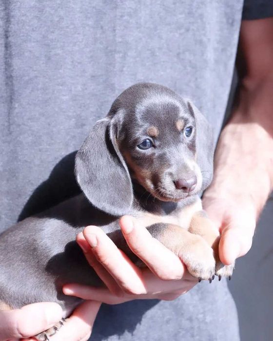 Teckel blue disponível