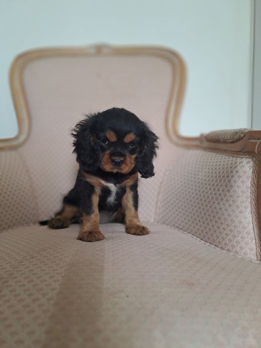 Suczki Cavalier King Charles Spaniel