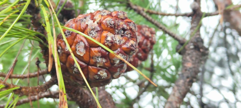 Pinha Pinheiro Manso