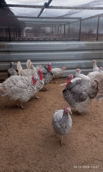 Індики породи голубі аспідні.