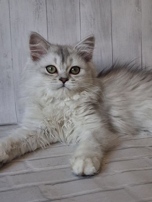 Шотландська прямовуха красуня