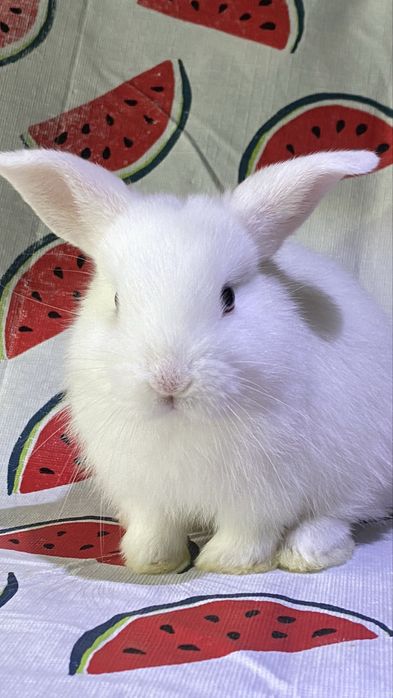 Coelho anão (Branco de olhos azuis)
