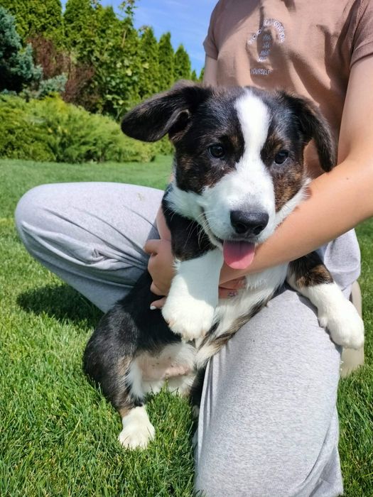 Welsh Corgi Cardigan