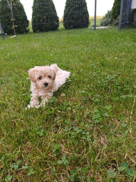 Maltipoo  sunia maluda.