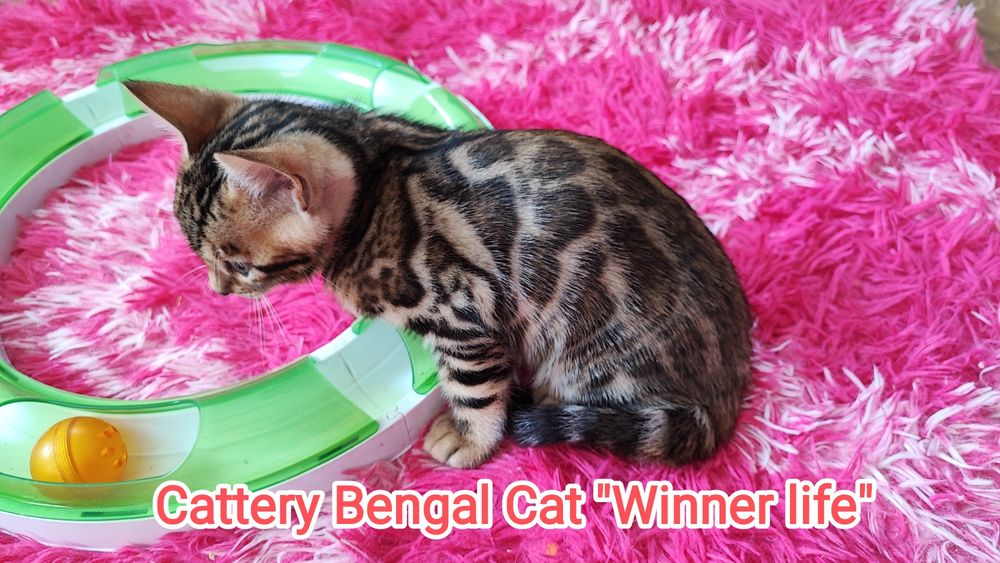 Бенгал шоу класса!