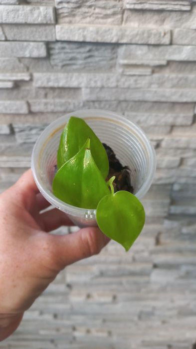 Продам красивый набор филодендронов либо по отдельности)!