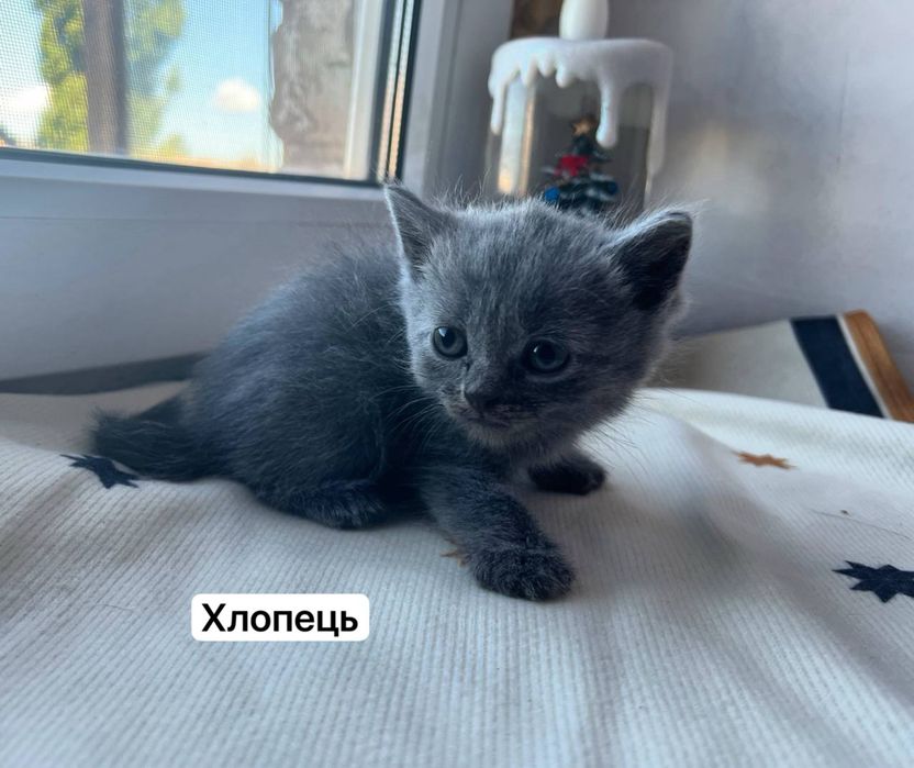 Подарую в добрі руки кошенят