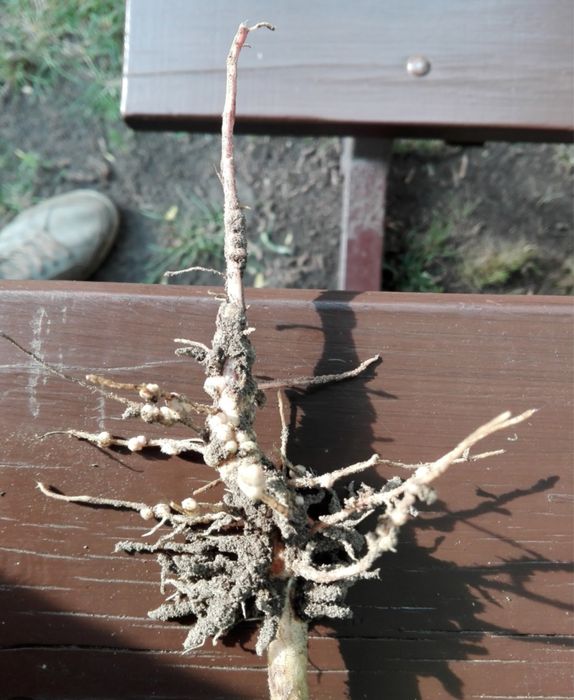 Kwiaty łubin do ogrodu donic karpy