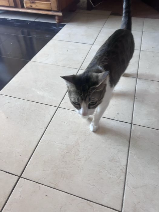 Gata para adoçao responsavel