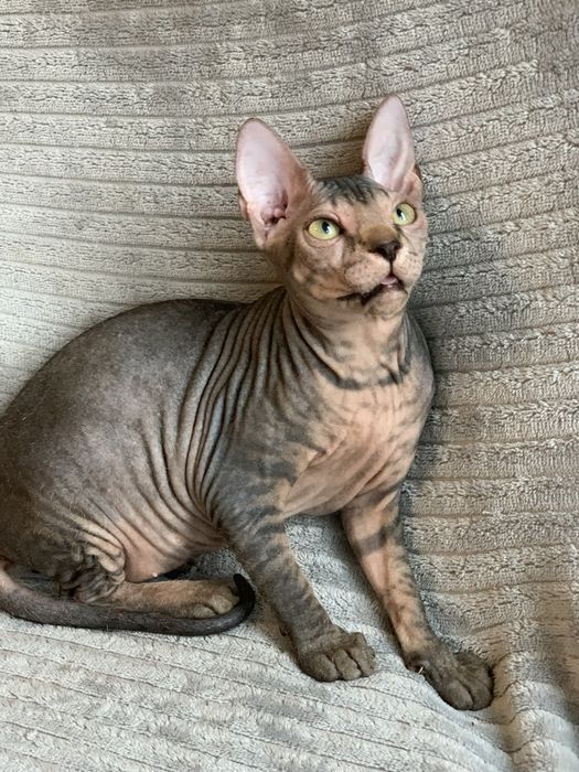 Девочки донского сфинкса