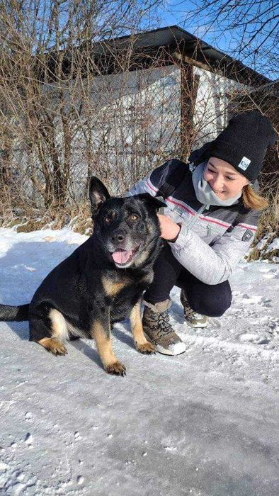 Kochany pies Filar szuka domu! Do adopcji !