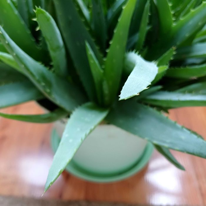 Aloes zdrowotny ,drzewiasty  i ogrodowy 4 letni ,za szti