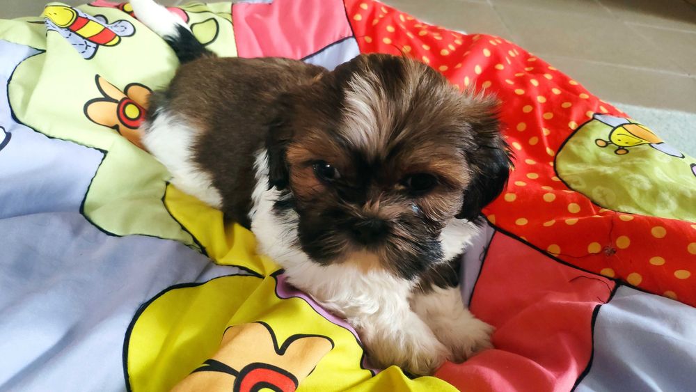 Dziewczynka Shih-tzu, rodowód, wyprawka