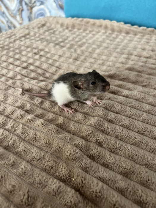 щурики дамбо рівне