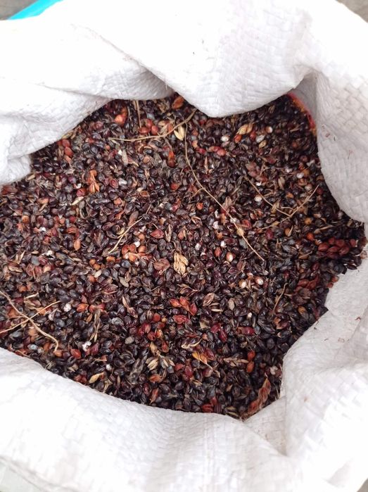 Насіння на віничче