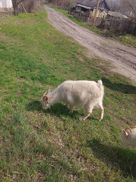 Козы зааненской породы