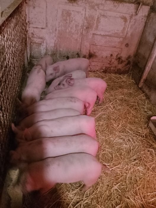 Продам поросяток