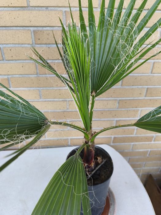 Palmeira de leque em vaso