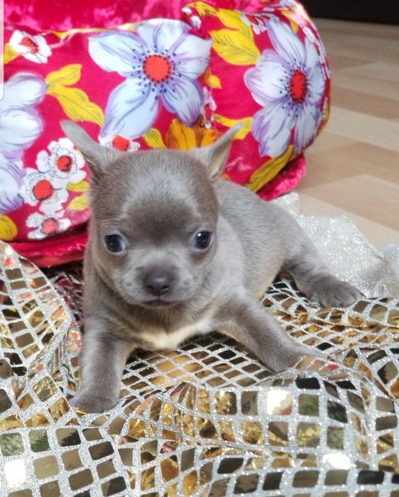 Лиловый мальчик чихуахуа мини