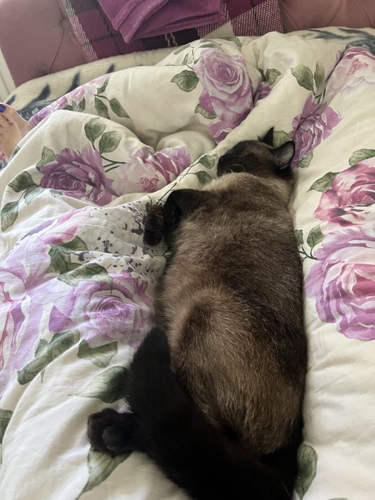 Догляну за котиком чи кішечкою під час відпустки Біла Церква та Ірпінь