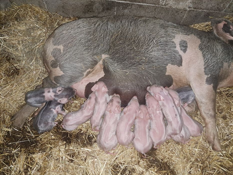 Vendo leitoes.                .