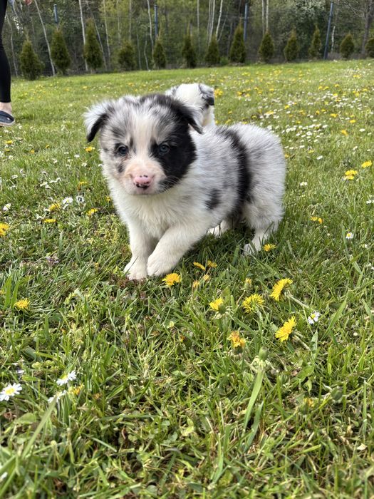 Szczeniak Border Collie