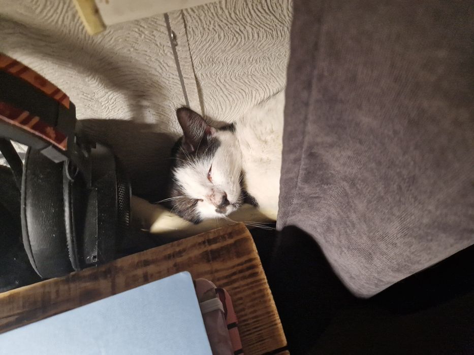 Кошеня, кіт, котики