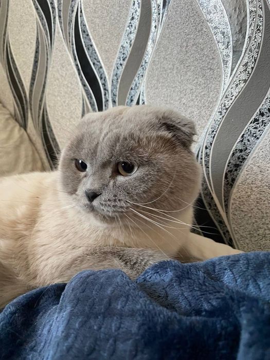 Шотландський блюпоинд вязка