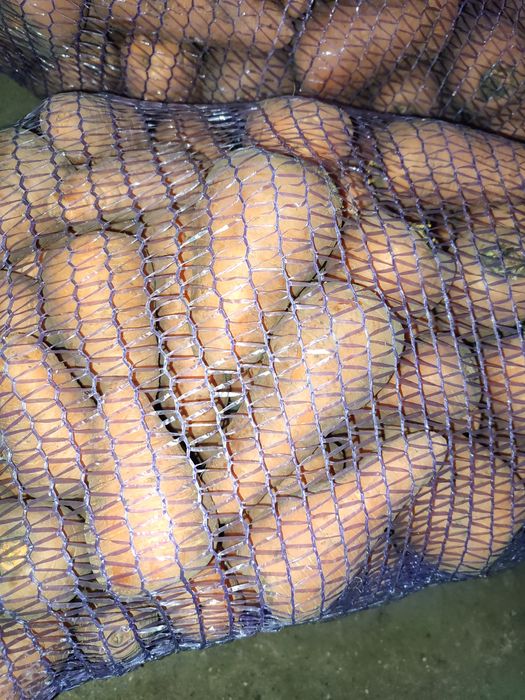 Морква домашня (Абако, Оленка)