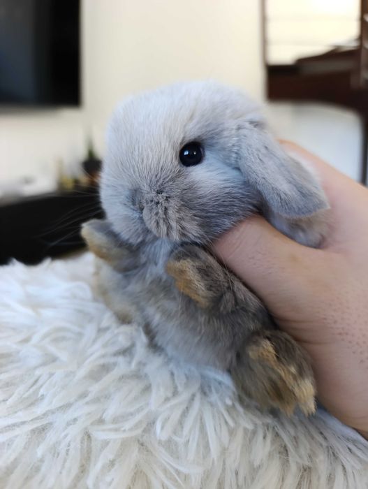 Mini lop karzełek Teddy hodowla zarejestrowana