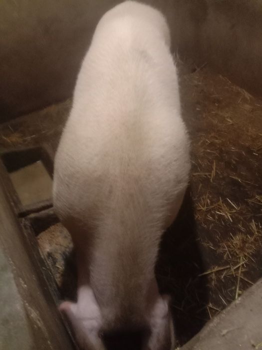 Продам поросну свиноматку.