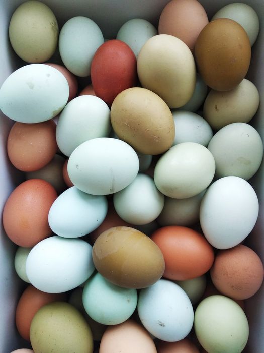 Инкубационное яйцо Доминант( цветное яйцо)