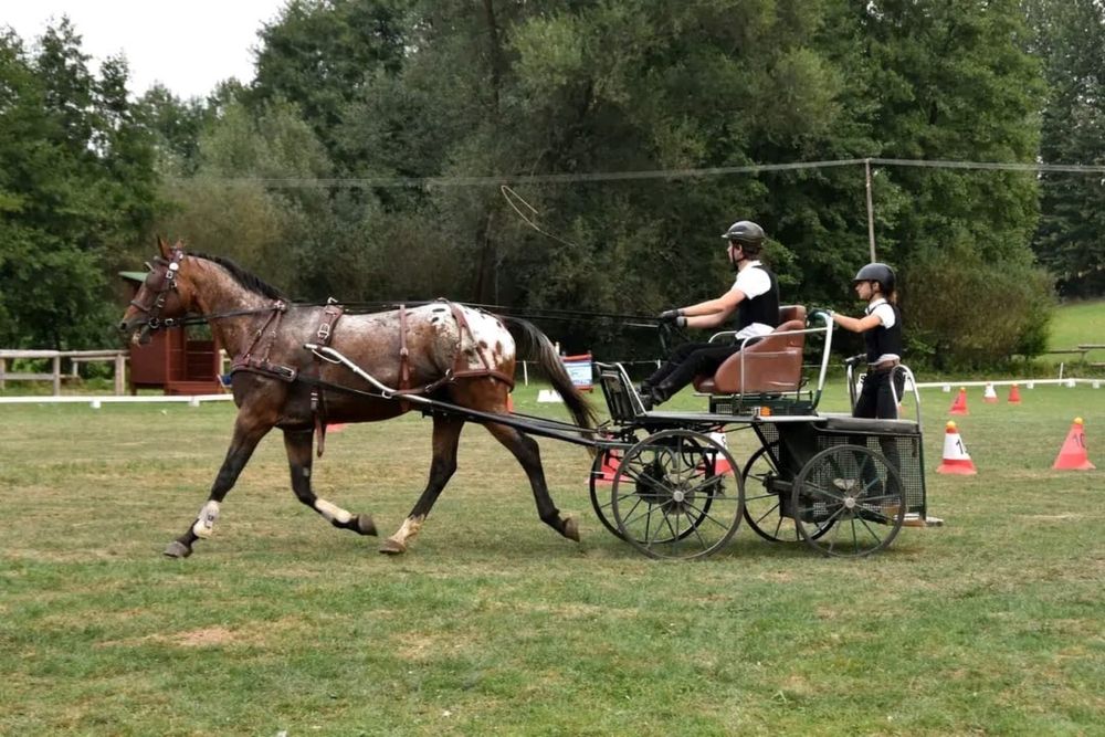 Bryczka maraton singiel