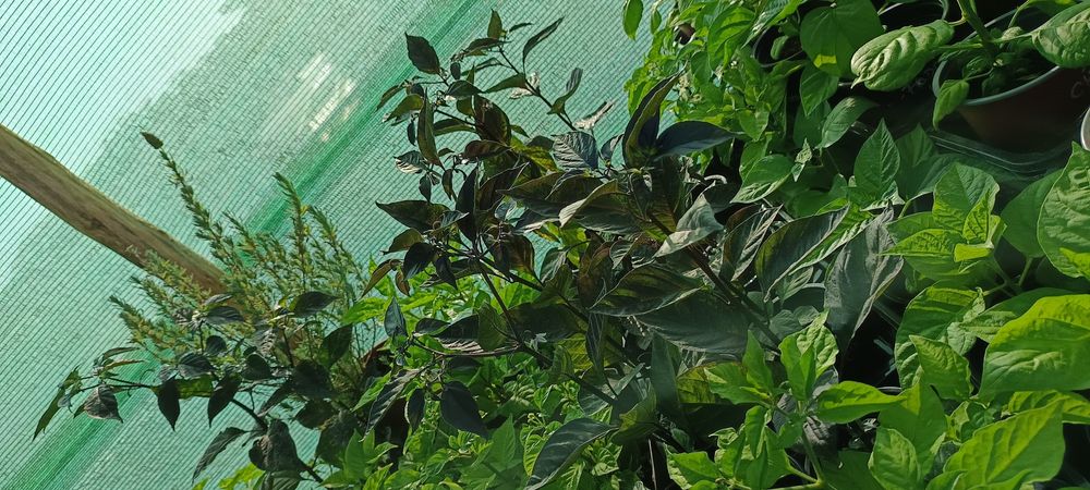 Vendo plantas de malaguetas / pimentas raras
