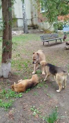 щенки девочки ищут дом